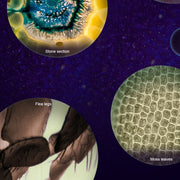 Pocket Microscope For Kids, Portable Handheld Mini Microscope Toy, Kids Microscope With LED Light 60X-120X Explore The Wonders Of Nature With This Portable Microscope Toy